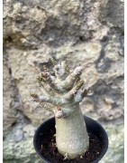 Baobab chacal (adenium arabicum) de 3 ans - AR67