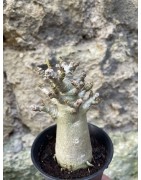 Baobab chacal (adenium arabicum) de 3 ans - AR67