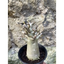 Baobab chacal (adenium arabicum) de 3 ans - AR67