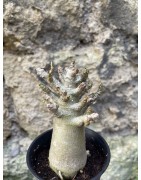 Baobab chacal (adenium arabicum) de 3 ans - AR67