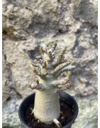 Baobab chacal (adenium arabicum) de 3 ans - AR67