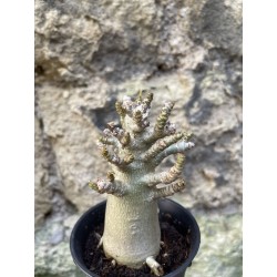 Baobab chacal (adenium arabicum) de 3 ans - AR67