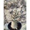 Baobab chacal (adenium arabicum) de 3 ans - AR67