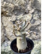 Baobab chacal (adenium arabicum) de 3 ans - AR67