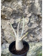 Baobab chacal (adenium arabicum) de 3 ans - AR66