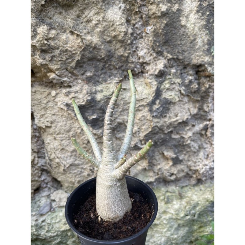 Baobab chacal (adenium arabicum) de 3 ans - AR66 Baobab chacal (adenium arabicum) de 3 ans - AR66