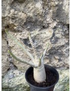 Baobab chacal (adenium arabicum) de 3 ans - AR66