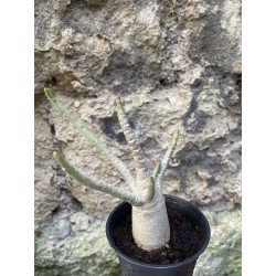 Baobab chacal (adenium arabicum) de 3 ans - AR66