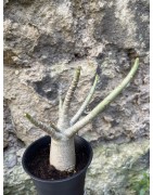 Baobab chacal (adenium arabicum) de 3 ans - AR66