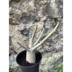 Baobab chacal (adenium arabicum) de 3 ans - AR66