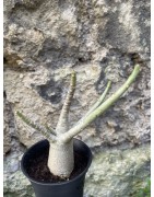 Baobab chacal (adenium arabicum) de 3 ans - AR66