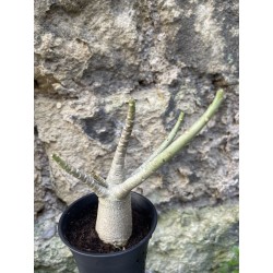 Baobab chacal (adenium arabicum) de 3 ans - AR66