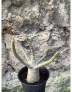 Baobab chacal (adenium arabicum) de 3 ans - AR66