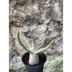 Baobab chacal (adenium arabicum) de 3 ans - AR66