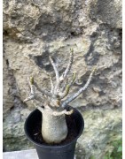 Baobab chacal (adenium arabicum) de 3 ans - AR65
