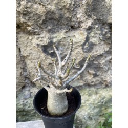 Baobab chacal (adenium arabicum) de 3 ans - AR65