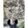 Baobab chacal (adenium arabicum) de 3 ans - AR65