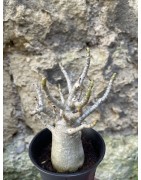 Baobab chacal (adenium arabicum) de 3 ans - AR65