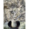 Baobab chacal (adenium arabicum) de 3 ans - AR65