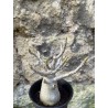 Baobab chacal (adenium arabicum) de 3 ans - AR65