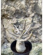 Baobab chacal (adenium arabicum) de 3 ans - AR65