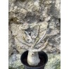 Baobab chacal (adenium arabicum) de 3 ans - AR65