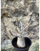 Baobab chacal (adenium arabicum) de 3 ans - AR65
