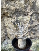 Baobab chacal (adenium arabicum) de 3 ans - AR65