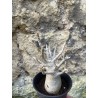 Baobab chacal (adenium arabicum) de 3 ans - AR65