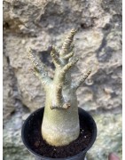Baobab chacal (adenium arabicum) de 3 ans - AR64