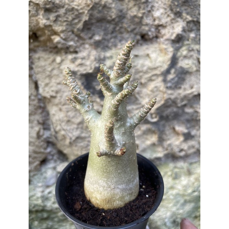 Baobab chacal (adenium arabicum) de 3 ans - AR64 Baobab chacal (adenium arabicum) de 3 ans - AR64