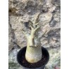 Baobab chacal (adenium arabicum) de 3 ans - AR64