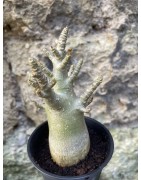 Baobab chacal (adenium arabicum) de 3 ans - AR64