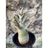 Baobab chacal (adenium arabicum) de 3 ans - AR64