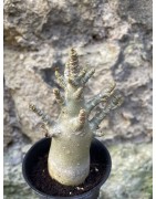 Baobab chacal (adenium arabicum) de 3 ans - AR64