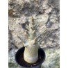 Baobab chacal (adenium arabicum) de 3 ans - AR64
