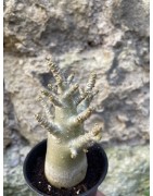 Baobab chacal (adenium arabicum) de 3 ans - AR64