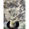 Baobab chacal (adenium arabicum) de 3 ans - AR64