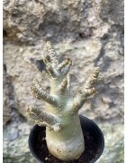 Baobab chacal (adenium arabicum) de 3 ans - AR64