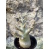 Baobab chacal (adenium arabicum) de 3 ans - AR64