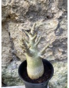 Baobab chacal (adenium arabicum) de 3 ans - AR64