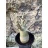 Baobab chacal (adenium arabicum) de 3 ans - AR64