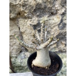 Baobab chacal (adenium arabicum) de 3 ans - AR63