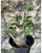 Baobab chacal (adenium arabicum) de 3 ans - AR62