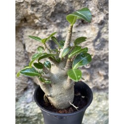 Baobab chacal (adenium arabicum) de 3 ans - AR62