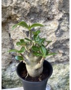 Baobab chacal (adenium arabicum) de 3 ans - AR62