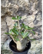 Baobab chacal (adenium arabicum) de 3 ans - AR62
