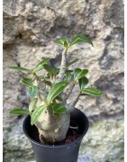 Baobab chacal (adenium arabicum) de 3 ans - AR62