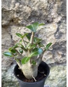 Baobab chacal (adenium arabicum) de 3 ans - AR62