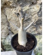 Baobab chacal (adenium arabicum) de 3 ans - AR61
